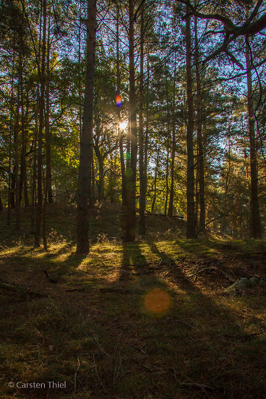 Im Wald
