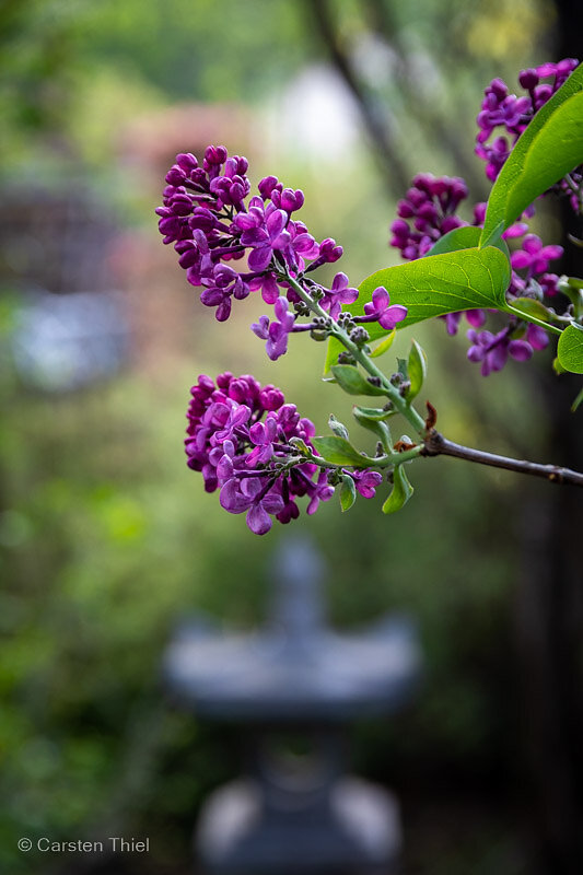 Unser Garten 2020